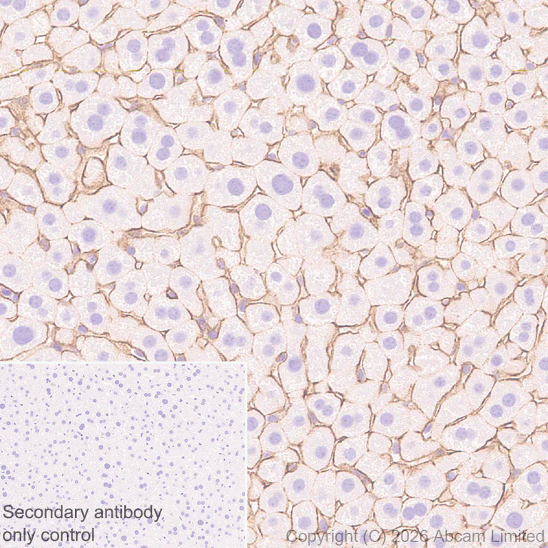 Immunohistochemistry (Formalin/PFA-fixed paraffin-embedded sections) - Anti-GLUT2 antibody [EPR31052-27] (AB326936)