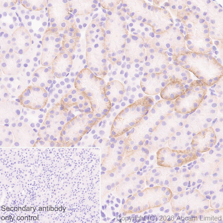 Immunohistochemistry (Formalin/PFA-fixed paraffin-embedded sections) - Anti-GLUT2 antibody [EPR31052-27] (AB326936)