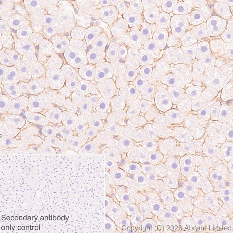 Immunohistochemistry (Formalin/PFA-fixed paraffin-embedded sections) - Anti-GLUT2 antibody [EPR31052-27] (AB326936)