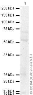 Western blot - Anti-GLUT5 antibody (AB41533)