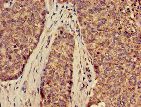 Immunohistochemistry (Formalin/PFA-fixed paraffin-embedded sections) - Anti-GLUT9 antibody (AB223470)