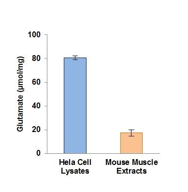 Functional Studies - Glutamate Assay Kit (Fluorometric) (AB252893)