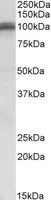 Western blot - Anti-Glutamate Receptor 1 (AMPA subtype) antibody (AB116616)