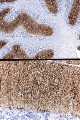 Immunohistochemistry (Formalin/PFA-fixed paraffin-embedded sections) - Anti-Glutamate Receptor 1 (AMPA subtype) antibody (AB31232)