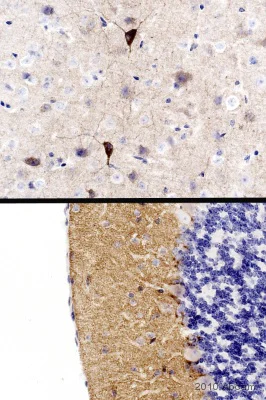 Immunohistochemistry (Formalin/PFA-fixed paraffin-embedded sections) - Anti-Glutamate Receptor 1 (AMPA subtype) antibody (AB31232)