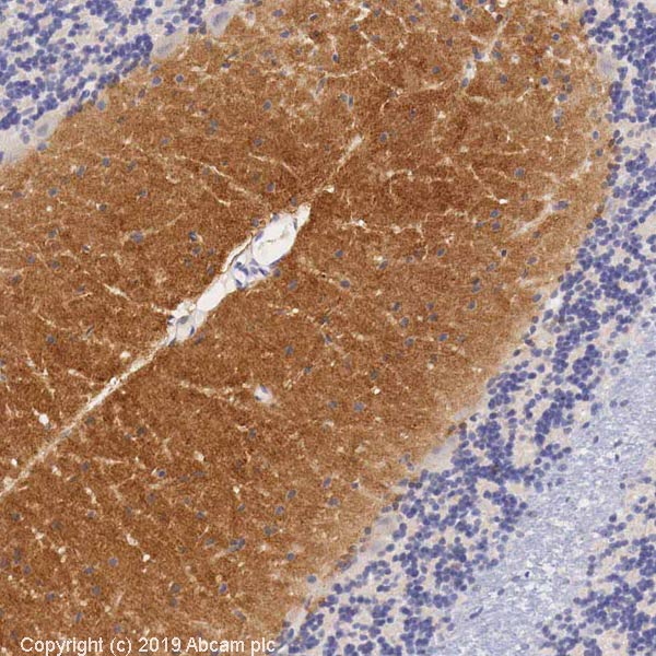 Immunohistochemistry (Formalin/PFA-fixed paraffin-embedded sections) - Anti-Glutamate Receptor 1 (AMPA subtype) antibody (AB31232), expandable thumbnail