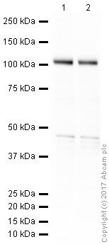 Western blot - Anti-Glutamate Receptor 1 (AMPA subtype) antibody (AB31232), expandable thumbnail
