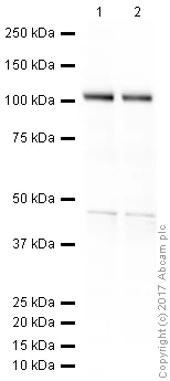 Western blot - Anti-Glutamate Receptor 1 (AMPA subtype) antibody (AB31232)