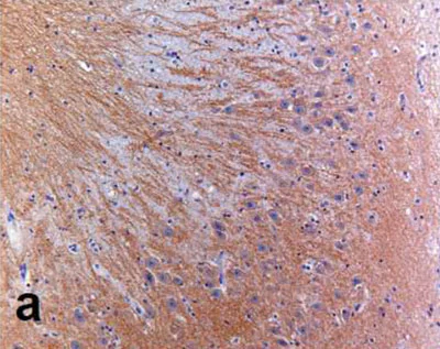Immunohistochemistry (Formalin/PFA-fixed paraffin-embedded sections) - Anti-Glutamate Receptor 1 (AMPA subtype) antibody [E308] (AB32436)