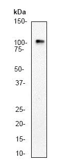 Western blot - Anti-Glutamate Receptor 1 (AMPA subtype) antibody [E308] (AB32436)