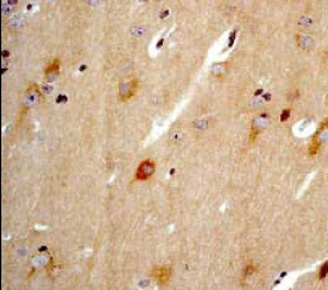 Immunohistochemistry (Formalin/PFA-fixed paraffin-embedded sections) - Anti-Glutamate Receptor 1 (AMPA subtype) antibody [E308] - BSA and Azide free (AB247259), expandable thumbnail