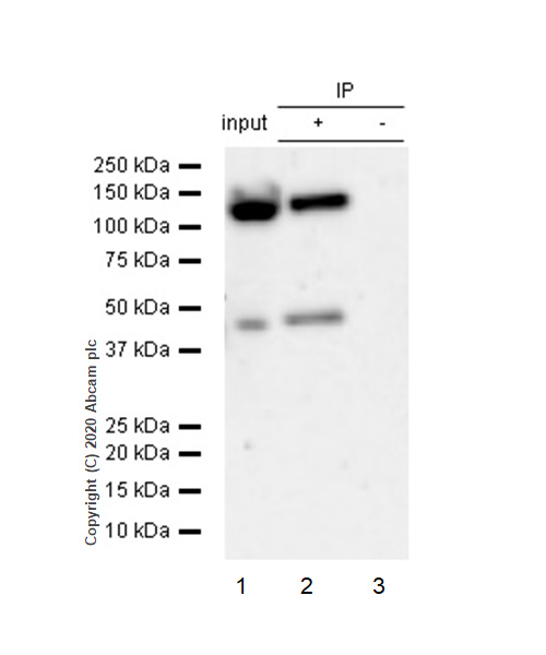Immunoprecipitation - Anti-Glutamate Receptor 1 (AMPA subtype) antibody [E308] - BSA and Azide free (AB247259), expandable thumbnail