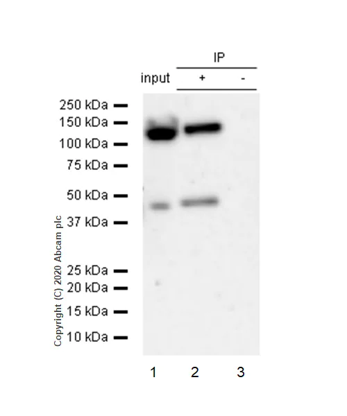 Immunoprecipitation - Anti-Glutamate Receptor 1 (AMPA subtype) antibody [E308] - BSA and Azide free (AB247259)