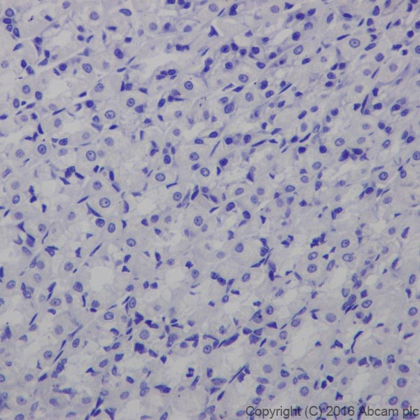 Immunohistochemistry (Formalin/PFA-fixed paraffin-embedded sections) - Anti-Glutamate Receptor 1 (AMPA subtype) antibody [EPR19522] (AB183797)