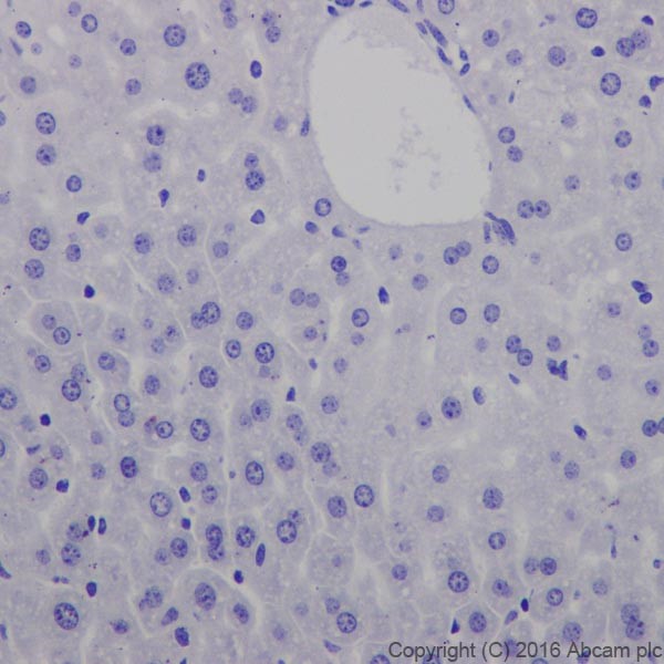 Immunohistochemistry (Formalin/PFA-fixed paraffin-embedded sections) - Anti-Glutamate Receptor 1 (AMPA subtype) antibody [EPR19522] (AB183797)