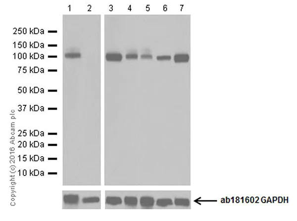 Western blot - Anti-Glutamate Receptor 1 (AMPA subtype) antibody [EPR19522] (AB183797)