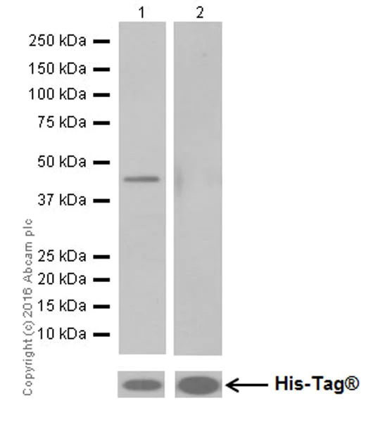 Western blot - Anti-Glutamate Receptor 1 (AMPA subtype) antibody [EPR19522] (AB183797)
