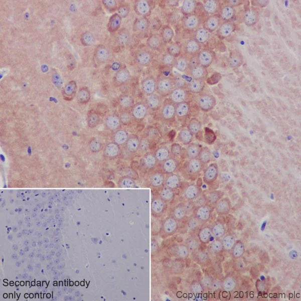 Immunohistochemistry (Formalin/PFA-fixed paraffin-embedded sections) - Anti-Glutamate Receptor 1 (AMPA subtype) antibody [EPR19522] - BSA and Azide free (AB250709)