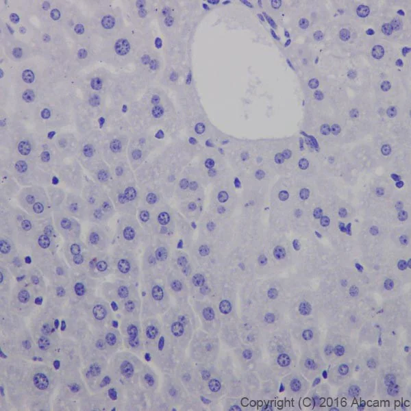 Immunohistochemistry (Formalin/PFA-fixed paraffin-embedded sections) - Anti-Glutamate Receptor 1 (AMPA subtype) antibody [EPR19522] - BSA and Azide free (AB250709)