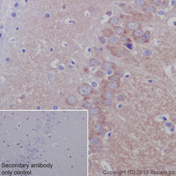 Immunohistochemistry (Formalin/PFA-fixed paraffin-embedded sections) - Anti-Glutamate Receptor 1 (AMPA subtype) antibody [EPR19522] - BSA and Azide free (ab250709), expandable thumbnail
