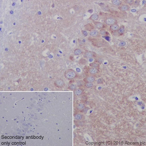 Immunohistochemistry (Formalin/PFA-fixed paraffin-embedded sections) - Anti-Glutamate Receptor 1 (AMPA subtype) antibody [EPR19522] - BSA and Azide free (AB250709)