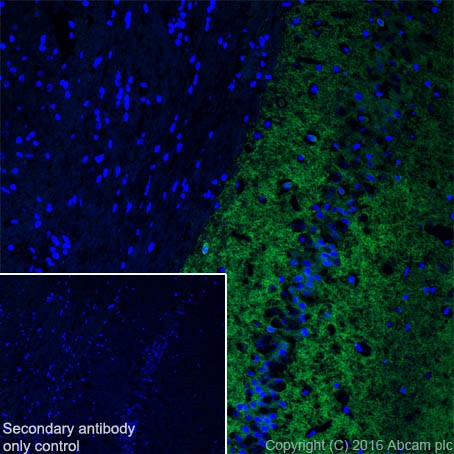 Immunohistochemistry (Frozen sections) - Anti-Glutamate Receptor 1 (AMPA subtype) antibody [EPR19522] - BSA and Azide free (ab250709), expandable thumbnail