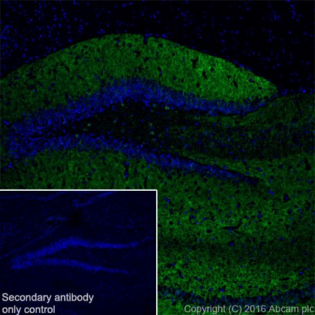 Immunohistochemistry (Frozen sections) - Anti-Glutamate Receptor 1 (AMPA subtype) antibody [EPR19522] - BSA and Azide free (ab250709), expandable thumbnail