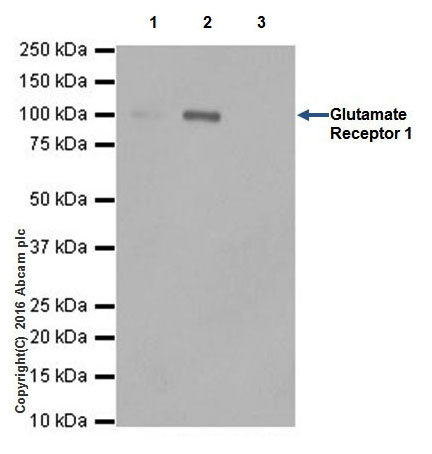 Immunoprecipitation - Anti-Glutamate Receptor 1 (AMPA subtype) antibody [EPR19522] - BSA and Azide free (ab250709), expandable thumbnail