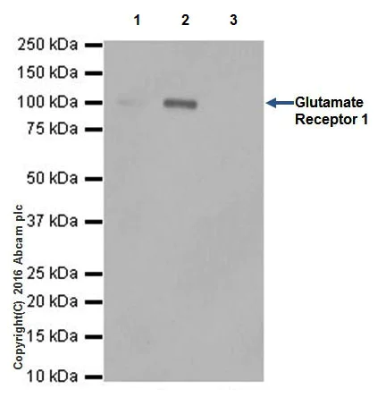 Immunoprecipitation - Anti-Glutamate Receptor 1 (AMPA subtype) antibody [EPR19522] - BSA and Azide free (AB250709)