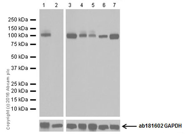 Western blot - Anti-Glutamate Receptor 1 (AMPA subtype) antibody [EPR19522] - BSA and Azide free (AB250709), expandable thumbnail
