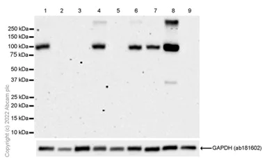 Western blot - Anti-Glutamate Receptor 1 (AMPA subtype) antibody [EPR19522] - BSA and Azide free (AB250709)