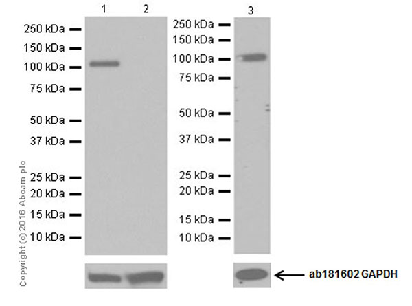 Western blot - Anti-Glutamate Receptor 1 (AMPA subtype) antibody [EPR19522] - BSA and Azide free (AB250709), expandable thumbnail