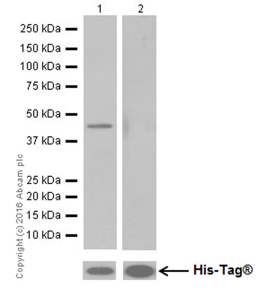 Western blot - Anti-Glutamate Receptor 1 (AMPA subtype) antibody [EPR19522] - BSA and Azide free (AB250709), expandable thumbnail