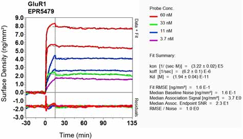 OI-RD Scanning - Anti-Glutamate Receptor 1 (AMPA subtype) antibody [EPR5479] (AB109450), expandable thumbnail