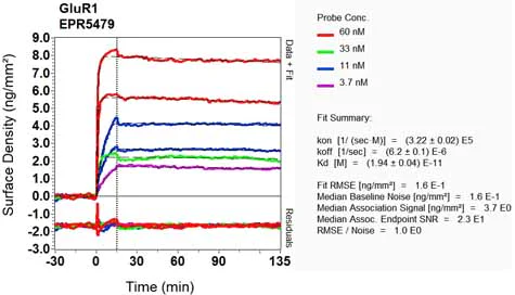 OI-RD Scanning - Anti-Glutamate Receptor 1 (AMPA subtype) antibody [EPR5479] (AB109450)
