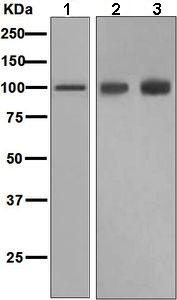 Western blot - Anti-Glutamate Receptor 1 (AMPA subtype) antibody [EPR5479] (AB109450), expandable thumbnail
