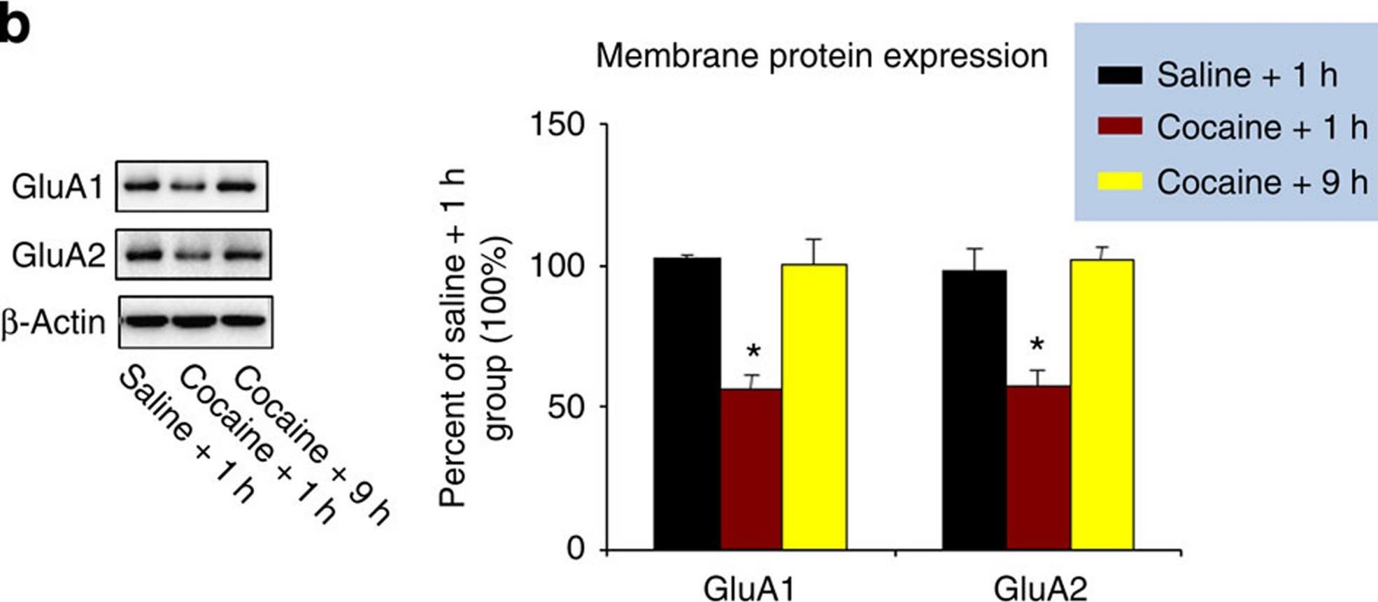 Western blot - Anti-Glutamate Receptor 1 (AMPA subtype) antibody [EPR5479] (AB109450), expandable thumbnail