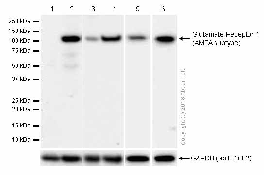 Western blot - Anti-Glutamate Receptor 1 (AMPA subtype) antibody [EPR5479] (AB109450), expandable thumbnail