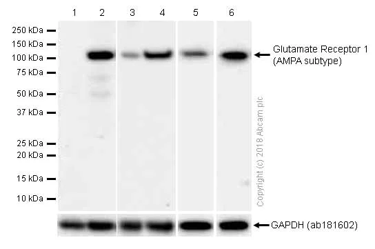 Western blot - Anti-Glutamate Receptor 1 (AMPA subtype) antibody [EPR5479] (AB109450)