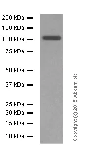 Western blot - Anti-Glutamate Receptor 1 (AMPA subtype) antibody [EPR5479] - BSA and Azide free (AB208789)