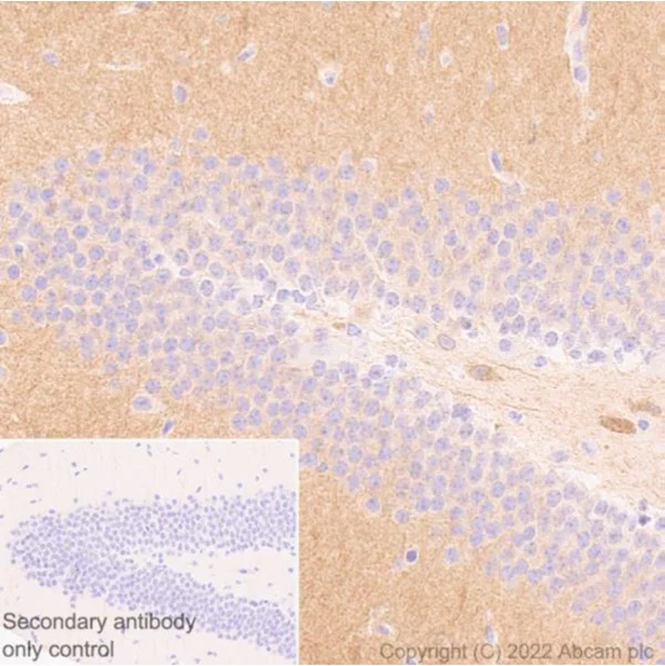Immunohistochemistry (Formalin/PFA-fixed paraffin-embedded sections) - Anti-Glutamate Receptor 1 (AMPA subtype) antibody [N355/1] - N-terminal (AB174785)