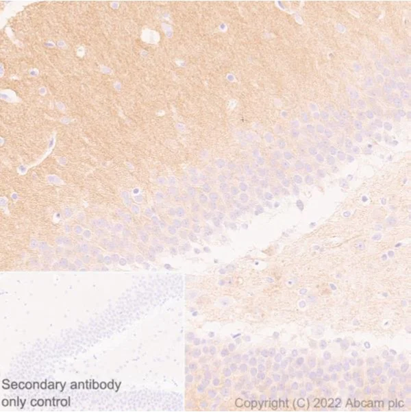 Immunohistochemistry (Formalin/PFA-fixed paraffin-embedded sections) - Anti-Glutamate Receptor 1 (AMPA subtype) antibody [N355/1] - N-terminal (AB174785)