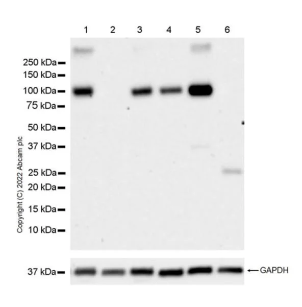 Western blot - Anti-Glutamate Receptor 1 (AMPA subtype) antibody [N355/1] - N-terminal - BSA and Azide free (AB303678)