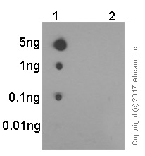 Dot Blot - Anti-Glutamate Receptor 1 (AMPA subtype) (phospho S831) antibody [EPR1887] - BSA and Azide free (AB247874), expandable thumbnail
