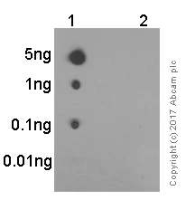 Dot Blot - Anti-Glutamate Receptor 1 (AMPA subtype) (phospho S831) antibody [EPR1887] - BSA and Azide free (AB247874)