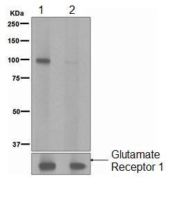 Western blot - Anti-Glutamate Receptor 1 (AMPA subtype) (phospho S831) antibody [EPR1887] - BSA and Azide free (AB247874), expandable thumbnail