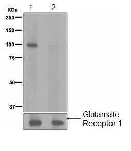 Western blot - Anti-Glutamate Receptor 1 (AMPA subtype) (phospho S831) antibody [EPR1887] - BSA and Azide free (AB247874)