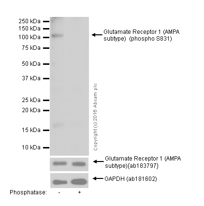 Western blot - Anti-Glutamate Receptor 1 (AMPA subtype) (phospho S831) antibody [EPR1887] - BSA and Azide free (AB247874), expandable thumbnail