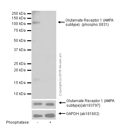 Western blot - Anti-Glutamate Receptor 1 (AMPA subtype) (phospho S831) antibody [EPR1887] - BSA and Azide free (AB247874)