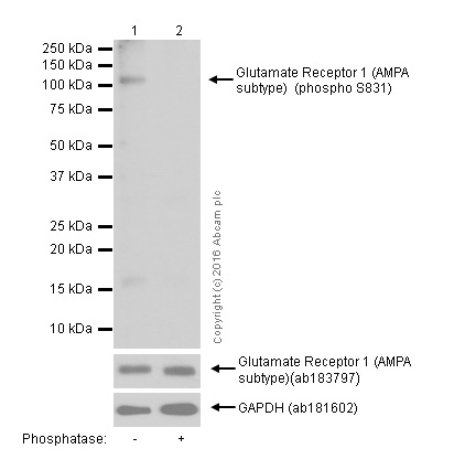 Western blot - Anti-Glutamate Receptor 1 (AMPA subtype) (phospho S831) antibody [EPR1887] - BSA and Azide free (AB247874), expandable thumbnail